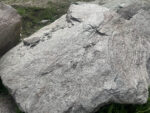 Скальник сланец